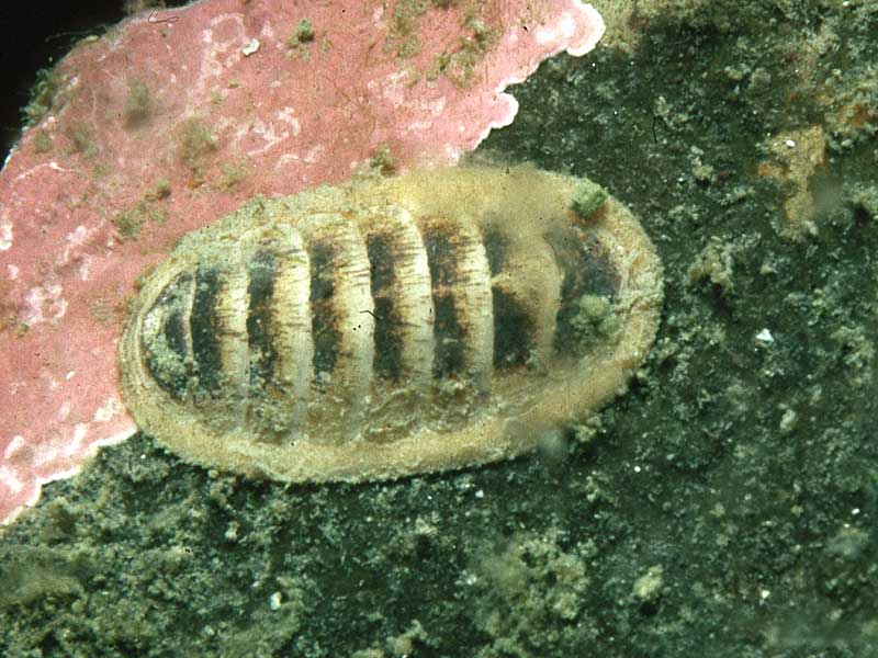 Leptochiton asellus